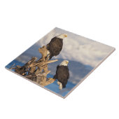 Carreau aigle à tête blanche, Haliaeetus leuccocephalus, p (Côté)