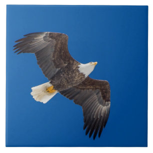 Carreau Aigle Balle Dans Le Ciel Bleu