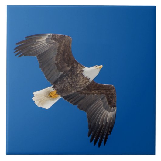 Carreau Aigle Balle Dans Le Ciel Bleu (Devant)