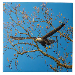 Carreau Aigle Balle Sur Bleu