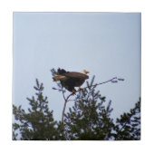 Carreau Aigle de Bald (Devant)