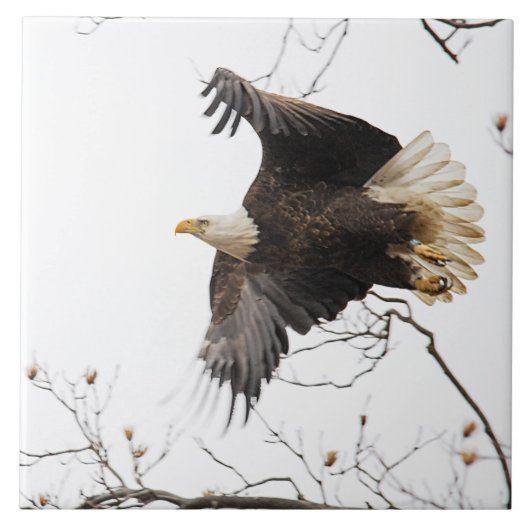 Carreau Aigle de Bald (Devant)