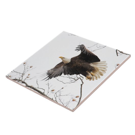 Carreau Aigle de Bald (Côté)