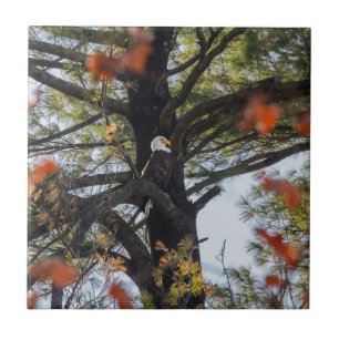 Carreau Aigle et feuilles tombantes