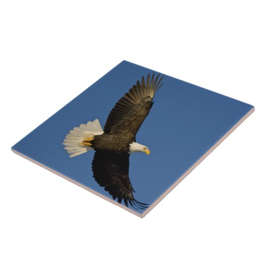 Carreau Aigle, Haliaeetus leucocephalus, Homer, (Côté)