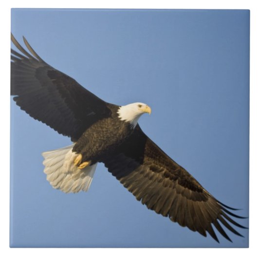 Carreau Aigle, Haliaeetus leucocephalus, Homer, 4 (Devant)