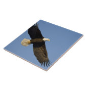 Carreau Aigle, Haliaeetus leucocephalus, Homer, 4 (Côté)