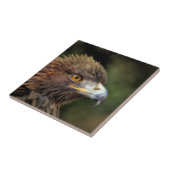 Carreau aigle royal (Côté)