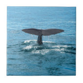 Carreau Aileron de baleine (Devant)