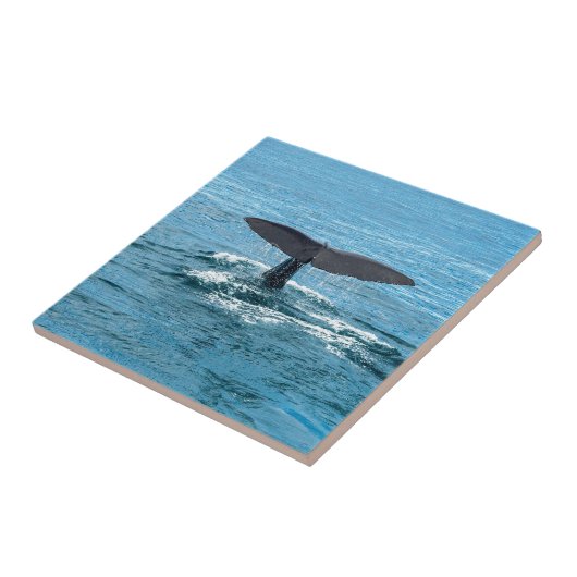 Carreau Aileron de baleine (Côté)