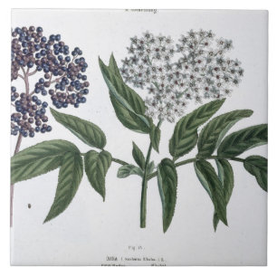 Carreau Aîné, fig. 13 "du jeune terrien", publishe