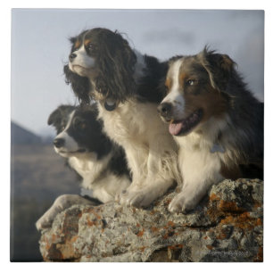 Carreau Alberta, Canada 2