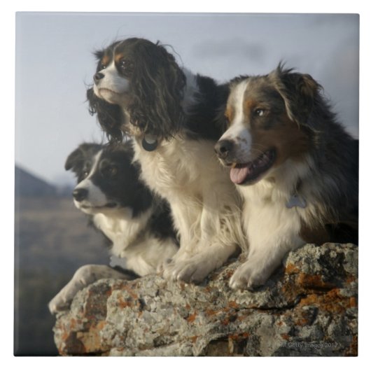 Carreau Alberta, Canada 2 (Devant)