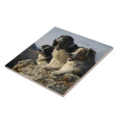 Carreau Alberta, Canada 2 (Côté)