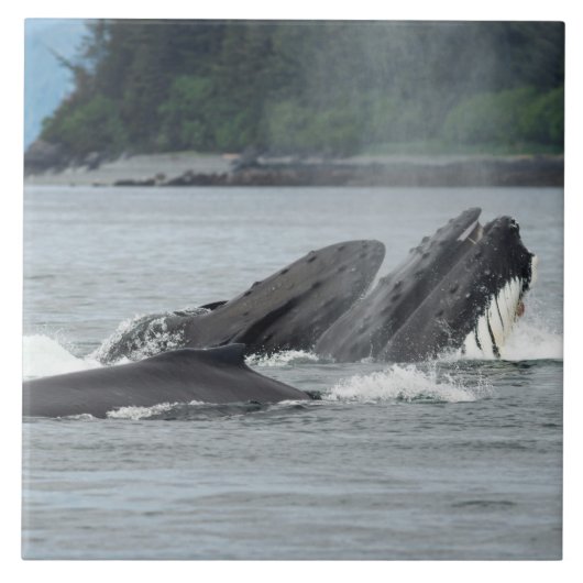 Carreau Alimentation des baleines à bosse (Devant)