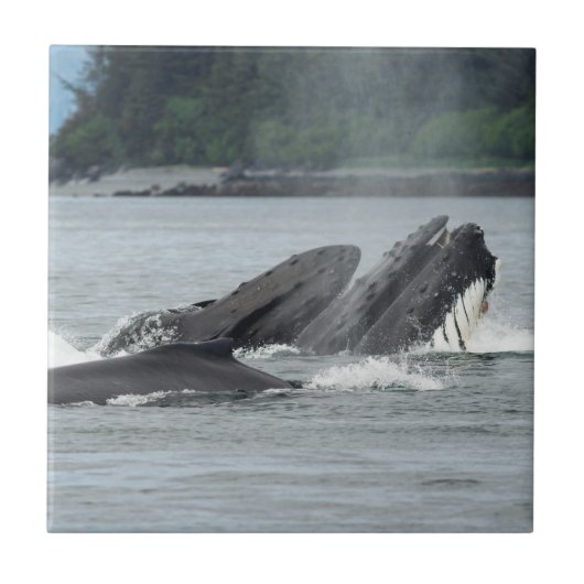Carreau Alimentation des baleines à bosse (Devant)