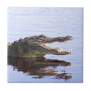 Carreau Alligator
