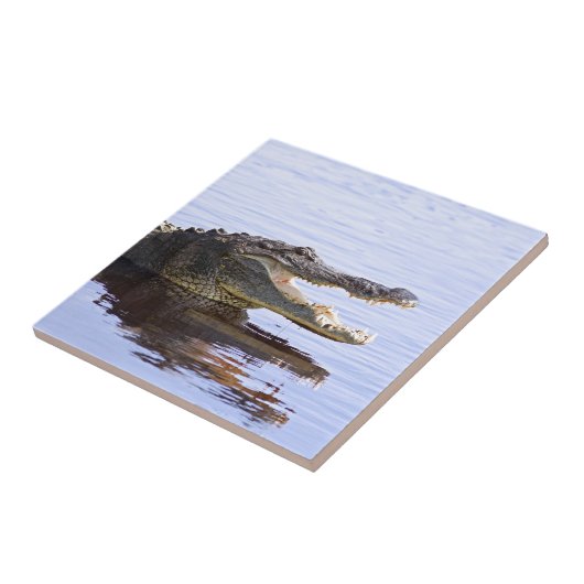 Carreau Alligator (Côté)