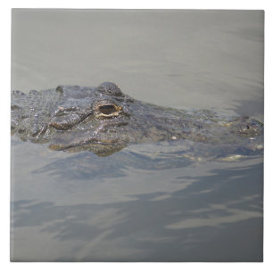 Carreau Alligator dans l'attente