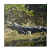 Carreau Alligator de Floride sur une rive herbeuse – Marai (Devant)