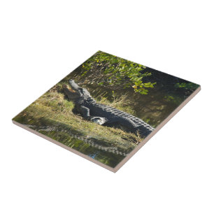 Carreau Alligator de Floride sur une rive herbeuse – Marai