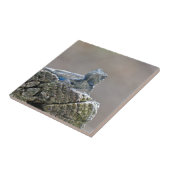 Carreau Alligator du ventre bleu Lizard (Côté)