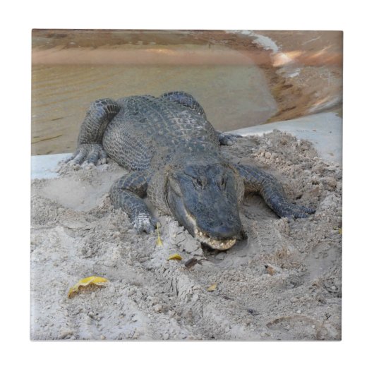 Carreau Alligator, Fort Lauderdale, Floride (Devant)