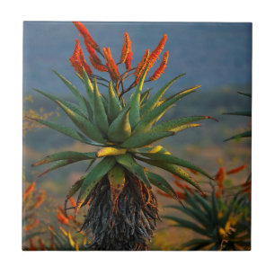Carreau Aloe de montagne (Aloe Marlothii Berger) 2