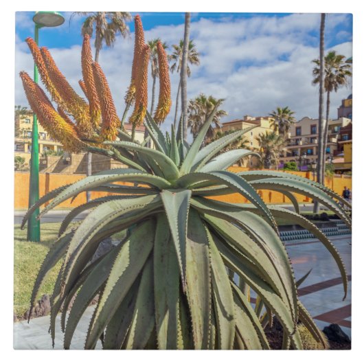 Carreau Aloe Vera plante céramique (Devant)