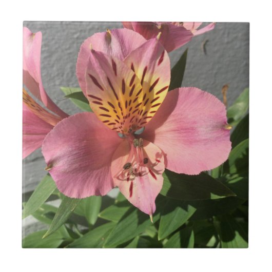 Carreau Alstroemeria (Devant)