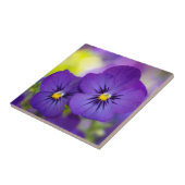 Carreau Altos pourpres (Côté)