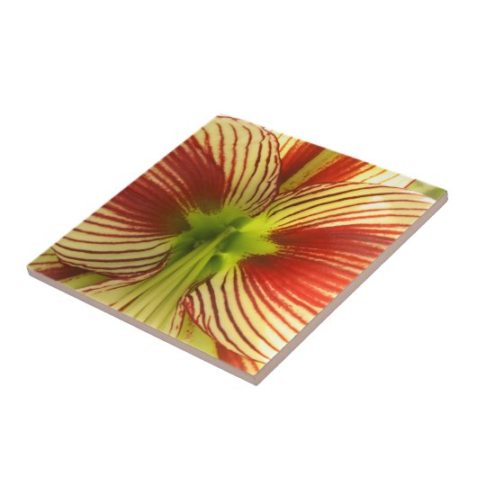 Carreau Amaryllis de papillon (Côté)