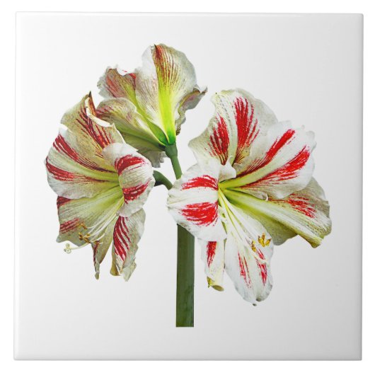 Carreau Amaryllis Sydney (Devant)