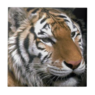 Carreau Amateurs d'art du Tigre de Sibérie