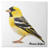 Carreau Américain Goldfinch (Devant)