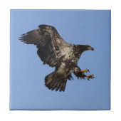 Carreau American Bald Eagle Wildlife Tile (Devant)