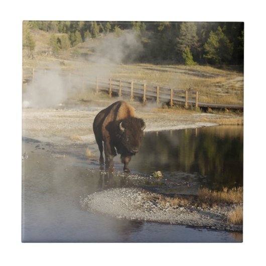 Carreau American Bison Yellowstone Wildlife Photography (Devant)