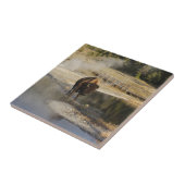 Carreau American Bison Yellowstone Wildlife Photography (Côté)