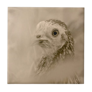 Carreau American Game Hen