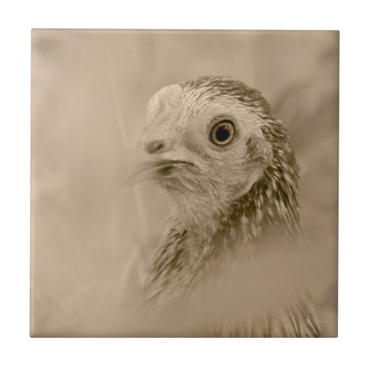 Carreau American Game Hen (Devant)