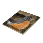 Carreau American Robin bain 2 (Côté)