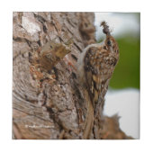 Carreau American Treecreeper avec bug (Devant)