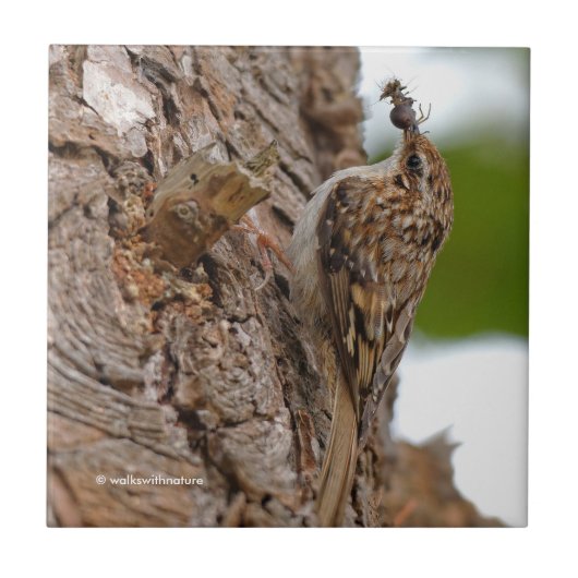Carreau American Treecreeper avec bug (Devant)