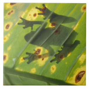 Carreau AMÉRIQUE CENTRALE, Costa Rica, Grenouille rétroécl