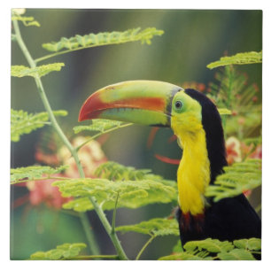 Carreau Amérique centrale, Honduras. Toucan à prix Keel