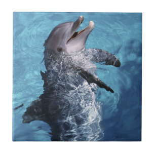 Carreau Amérique du Nord, États-Unis, Hawaï. Dauphin