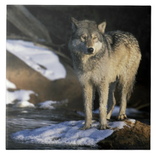 Carreau Amérique du Nord, États-Unis, Minnesota. Loup (Can