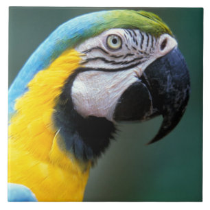 Carreau Amérique du Sud, Brésil, Iguacu National Park,