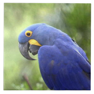 Carreau Amérique du Sud, Brésil, Pantanal