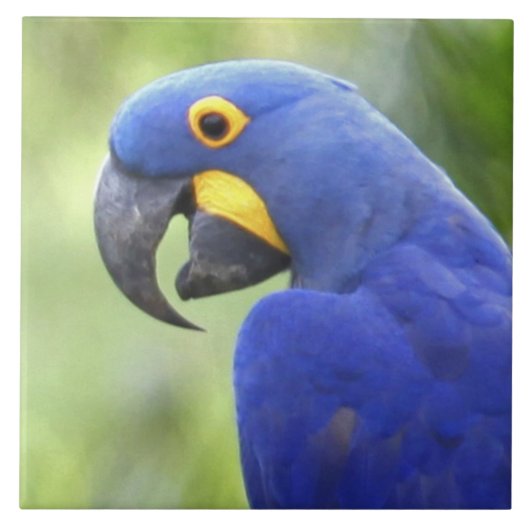 Carreau Amérique du Sud, Brésil, Pantanal (Devant)